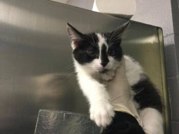 Domestic Short Hair Cats Available for Adoption in Thousand Palms, California - A1909166 | PetCurious