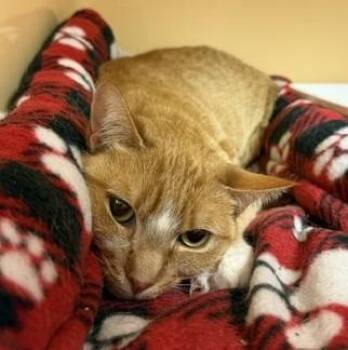 Domestic Short Hair Cats Available for Adoption in Windsor, Connecticut - 42-Purrcey Windsor | PetCurious