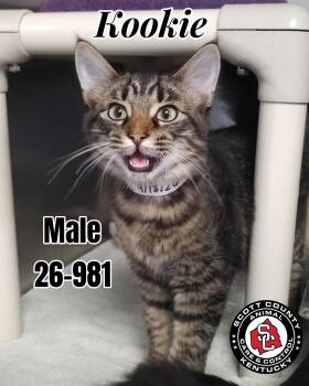 Kookie -  Domestic Medium Hair Cat for Adoption in Georgetown, Kentucky - Kookie | PetCurious