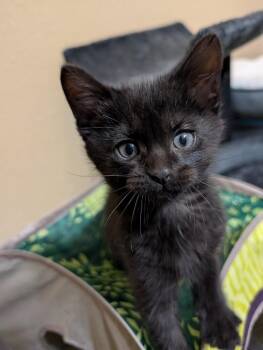 Mint -  Domestic Short Hair Cat for Adoption in Westfield, Wisconsin - Mint | PetCurious