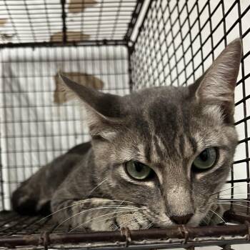Larry -  Domestic Short Hair Cat for Adoption in Edinburg, Texas - Larry | PetCurious