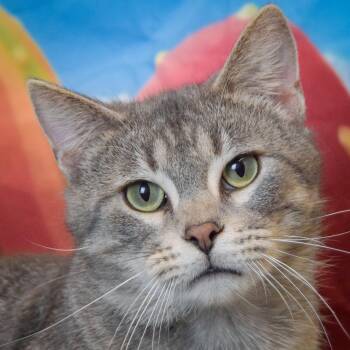 Tabby and Domestic Short Hair Cats Available for Adoption - Spruce | PetCurious