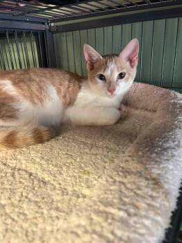 Mugen -  Domestic Short Hair Cat for Adoption in Broomall, Pennsylvania - Mugen | PetCurious