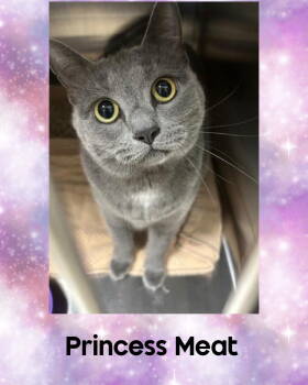 Rescue Domestic Short Hair Cats for Adoption in Holbrook, New York - PRINCESS MEAT | PetCurious
