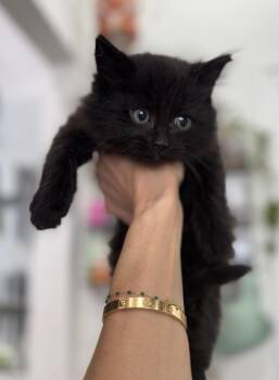Domestic Short Hair and Domestic Medium Hair Cats Available for Adoption in New York, New York - Baklava | PetCurious