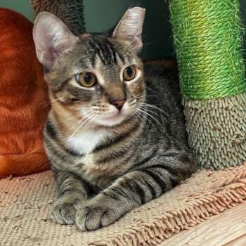 Toffee -  Domestic Short Hair Cat for Adoption in Boca Raton, Florida - Toffee | PetCurious
