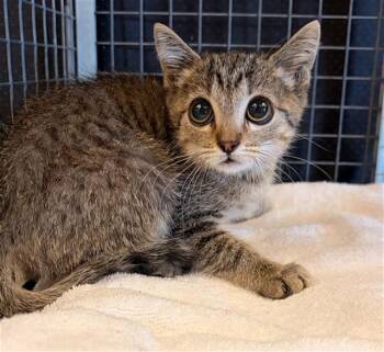 RIO -  Domestic Short Hair Cat for Adoption in Rancho Cucamonga, California - RIO | PetCurious