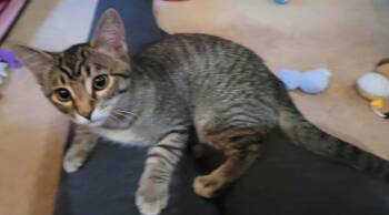 Rescue Domestic Short Hair and Tabby Cats for Adoption in West Mifflin, Pennsylvania - Luna | PetCurious