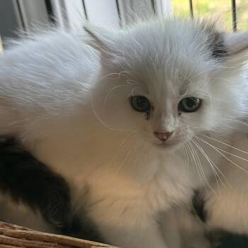 Swoosh -  Domestic Medium Hair Cat for Adoption in Wappingers Falls, New York - Swoosh | PetCurious