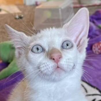 Coconut -  Domestic Short Hair Cat for Adoption in Cumming, Georgia - Coconut | PetCurious