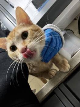 Piston -  Domestic Short Hair Cat for Adoption in Wichita, Kansas - Piston | PetCurious