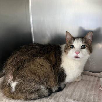 Domestic Short Hair Cats Available for Adoption in Council Bluffs, Iowa - Francine | PetCurious