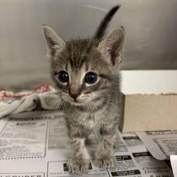 Monkey -  Domestic Short Hair Cat for Adoption in San Antonio, Texas - Monkey | PetCurious