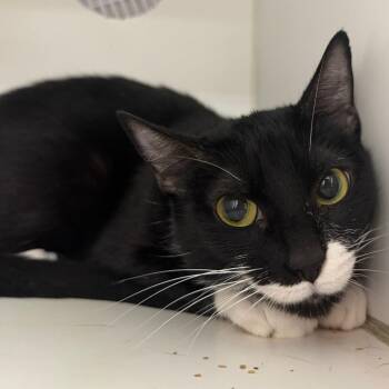 Domestic Short Hair Cats Available for Adoption in Hattiesburg, Mississippi - Fuzzy | PetCurious