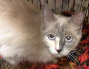 ALANI -  Siamese Cat for Adoption in Elizabethton, Tennessee - ALANI | PetCurious