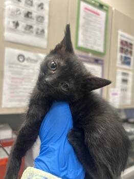 Domestic Short Hair Cats Available for Adoption in Las Vegas, Nevada - MONICA | PetCurious