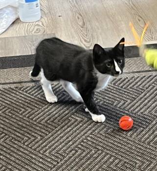 Marco -  Domestic Short Hair Cat for Adoption in Broomall, Pennsylvania - Marco | PetCurious