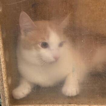 Greg -  Domestic Short Hair Cat for Adoption in Philadelphia, Pennsylvania - Greg | PetCurious