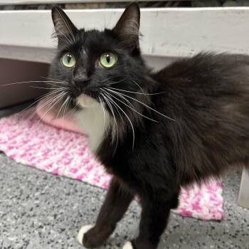 Domestic Medium Hair Cats Available for Adoption - Sweetee 28308 | PetCurious