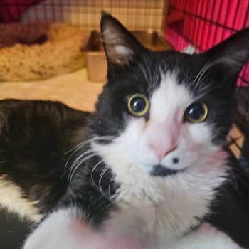 Domestic Medium Hair Cats Available for Adoption - Cupid | PetCurious