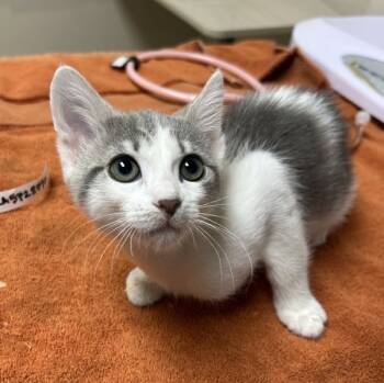 Rescue Domestic Short Hair Cats for Adoption in Sherwood, Oregon - Meiosis | PetCurious