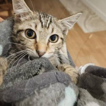 Baker -  Domestic Short Hair Cat for Adoption in Tampa, Florida - Baker | PetCurious