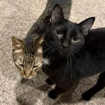 Captain Hook -  Domestic Short Hair Cat for Adoption in Sioux City, Iowa - Captain Hook | PetCurious