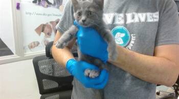 Domestic Short Hair Cats Available for Adoption in Oklahoma City, Oklahoma - A473393 | PetCurious