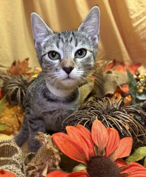 Rescue Domestic Short Hair Cats for Adoption in Oviedo, Florida - Charles | PetCurious