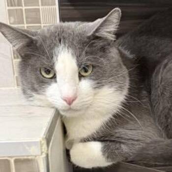 Domestic Short Hair Cats Available for Adoption in Elk Grove Village, Illinois - George | PetCurious