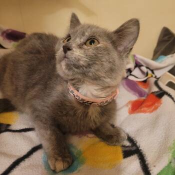 Rescue Domestic Short Hair Cats for Adoption in Lorain, Ohio - Paisley | PetCurious
