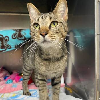 Mystery -  Domestic Short Hair Cat for Adoption in Grand Rapids, Michigan - Mystery | PetCurious