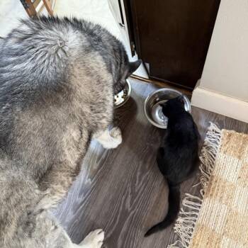 Geiger -  Domestic Short Hair Cat for Adoption in Salt Lake City, Utah - Geiger | PetCurious