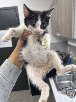 Rescue Domestic Short Hair Cats for Adoption in Van Wert, Ohio - Batteries | PetCurious