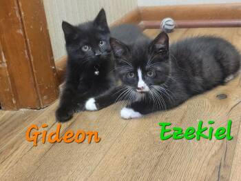 Gideon -  Domestic Medium Hair Cat for Adoption in Lorain, Ohio - Gideon | PetCurious