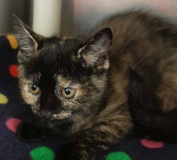 Zero -  Domestic Short Hair Cat for Adoption in Georgetown, Ohio - Zero | PetCurious