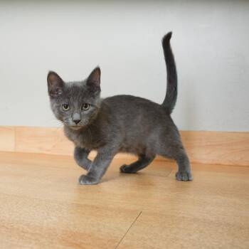 Miles Davis C70992 -  Domestic Short Hair Cat for Adoption in Minnetonka, Minnesota - Miles Davis C70992 | PetCurious