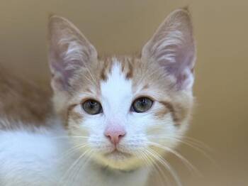 Fred -  Domestic Short Hair Cat for Adoption in Portland, Oregon - Fred | PetCurious