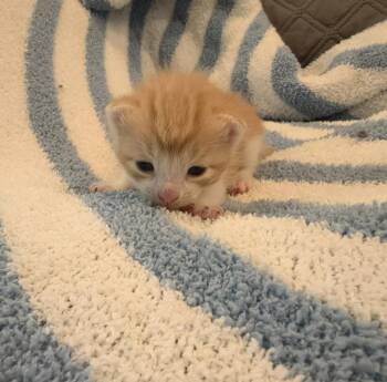 Domestic Short Hair Cats Available for Adoption in Kimberlin Heights, Tennessee - Moses | PetCurious