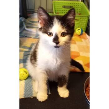 Jessie -  Domestic Medium Hair Cat for Adoption in Parkersburg, West Virginia - Jessie | PetCurious