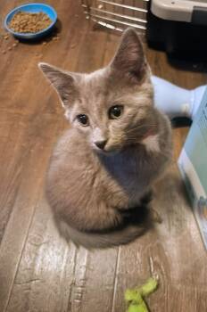 Meowie - Sweet and affectionate -  Domestic Short Hair Cat for Adoption in Muskego, Wisconsin - Meowie - Sweet And Affectionate | PetCurious