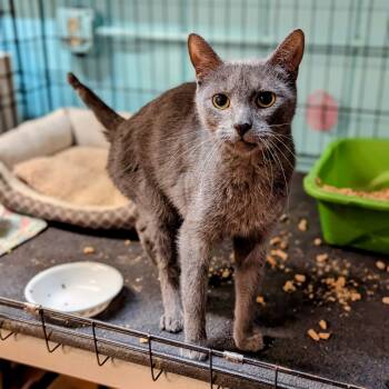 Rescue Domestic Short Hair Cats for Adoption - Homer | PetCurious