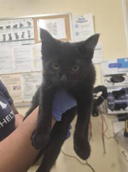 THALLEUS -  Domestic Short Hair Cat for Adoption in Fremont, California - THALLEUS | PetCurious