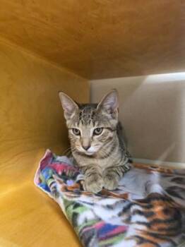 Porter -  Domestic Short Hair Cat for Adoption in Bellevue, Washington - Porter | PetCurious