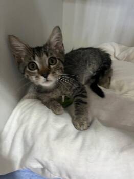 Curo -  Domestic Short Hair Cat for Adoption in Kell, Illinois - Curo | PetCurious