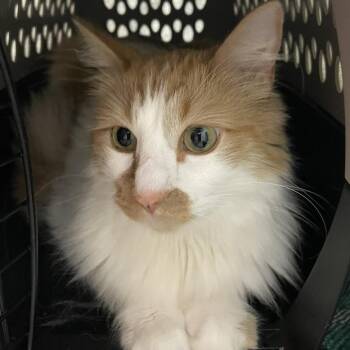 Domestic Medium Hair Cats Available for Adoption in Austin, Texas - Shop Wizard | PetCurious