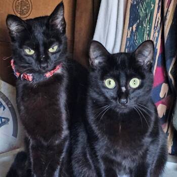 Rescue Domestic Short Hair Cats for Adoption in Coos Bay, Oregon - Clover | PetCurious