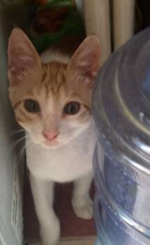 Rescue Egyptian Mau and Bengal Cats for Adoption in Wolcott, Connecticut - Aharon Five Months Old | PetCurious