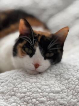 Lilly: Courtesy Post -  Domestic Short Hair Cat Available for Adoption in New York, New York - Lilly: Courtesy Post | PetCurious