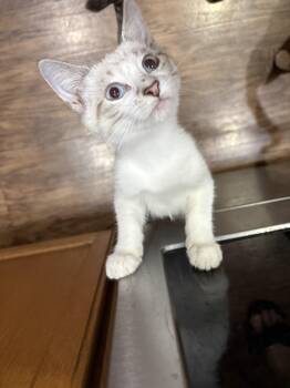 Iggy Azelia -  Siamese Cat for Adoption in Youngtown, Arizona - Iggy Azelia | PetCurious